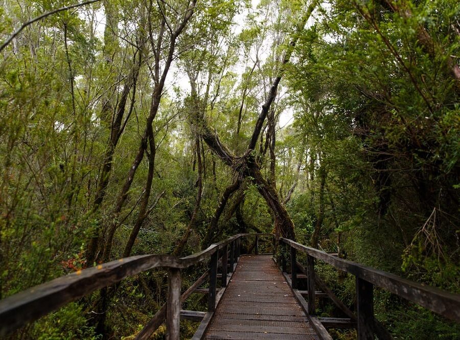 Parque-Nacional-Chiloé