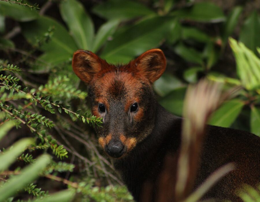 pudu